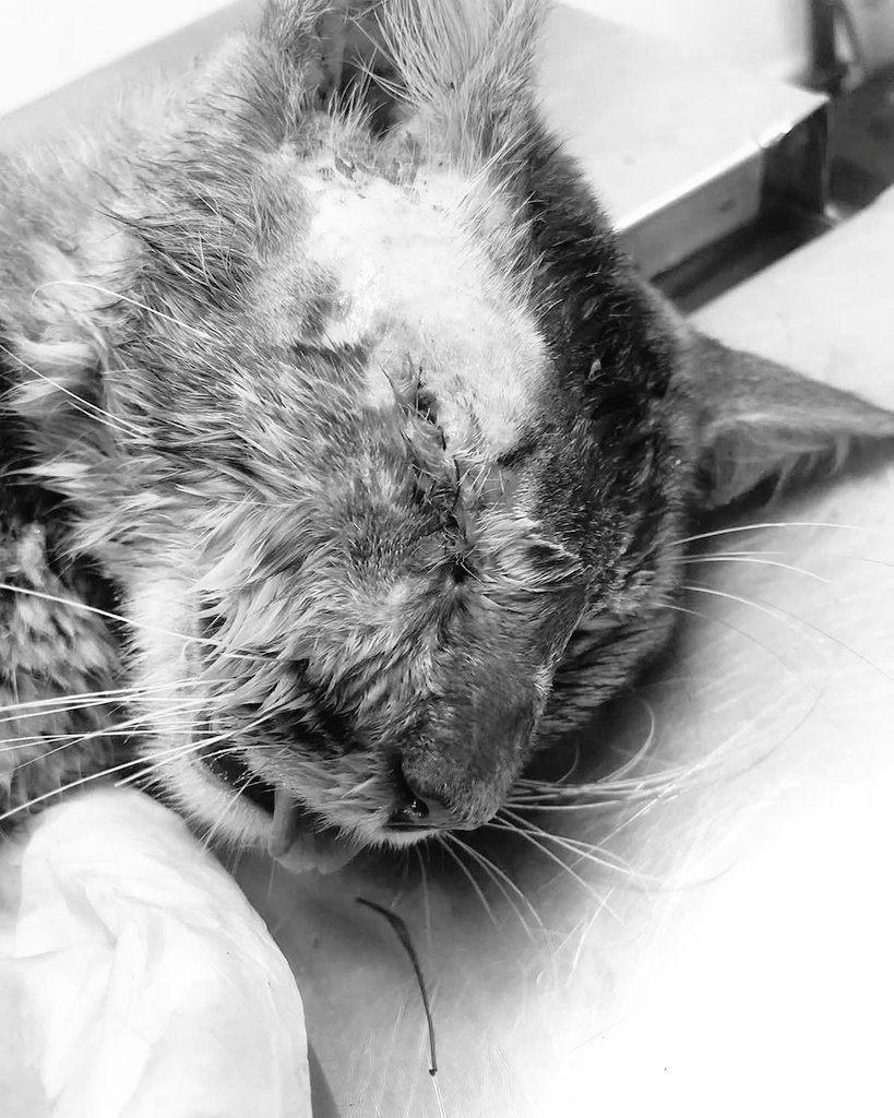 Patty 🐾❤️ (@patssypatt_) on Twitter photo Voy camino a la vet!!
Debo pagar los $45.000 pesos x fa..
Sino se me suma otro dia hospital y ya no hay de donde sacar mas $$$.
Cuenta vista
Banco Santander
7059026547
Patricia Delgado
15.349.566-1
patitadelgado72@gmail.com Voy camino a la vet!!
Debo pagar los $45.000 pesos x fa..
Sino se me suma otro dia hospital y ya no hay de donde sacar mas $$$.
Cuenta vista
Banco Santander
7059026547
Patricia Delgado
15.349.566-1
patitadelgado72@gmail.com