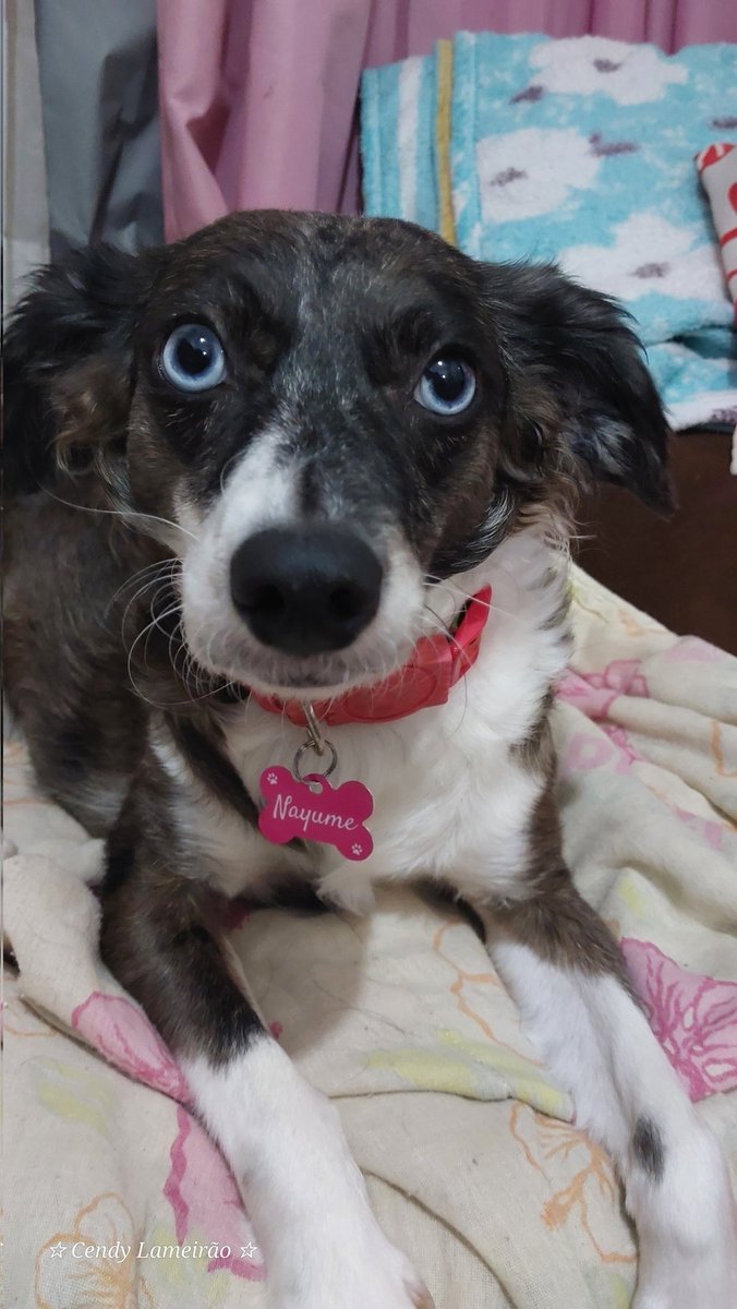 Cendy Lameirão tweet media