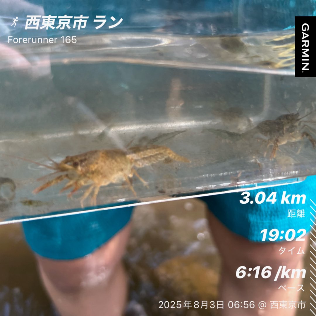 3kmラン
久しぶりに走りました
転勤と暑さを理由に三ヶ月くらい休息してしまったので、少しずつリハビリしてかないと！

写真は先日川で捕まえたこどもザリガニ
