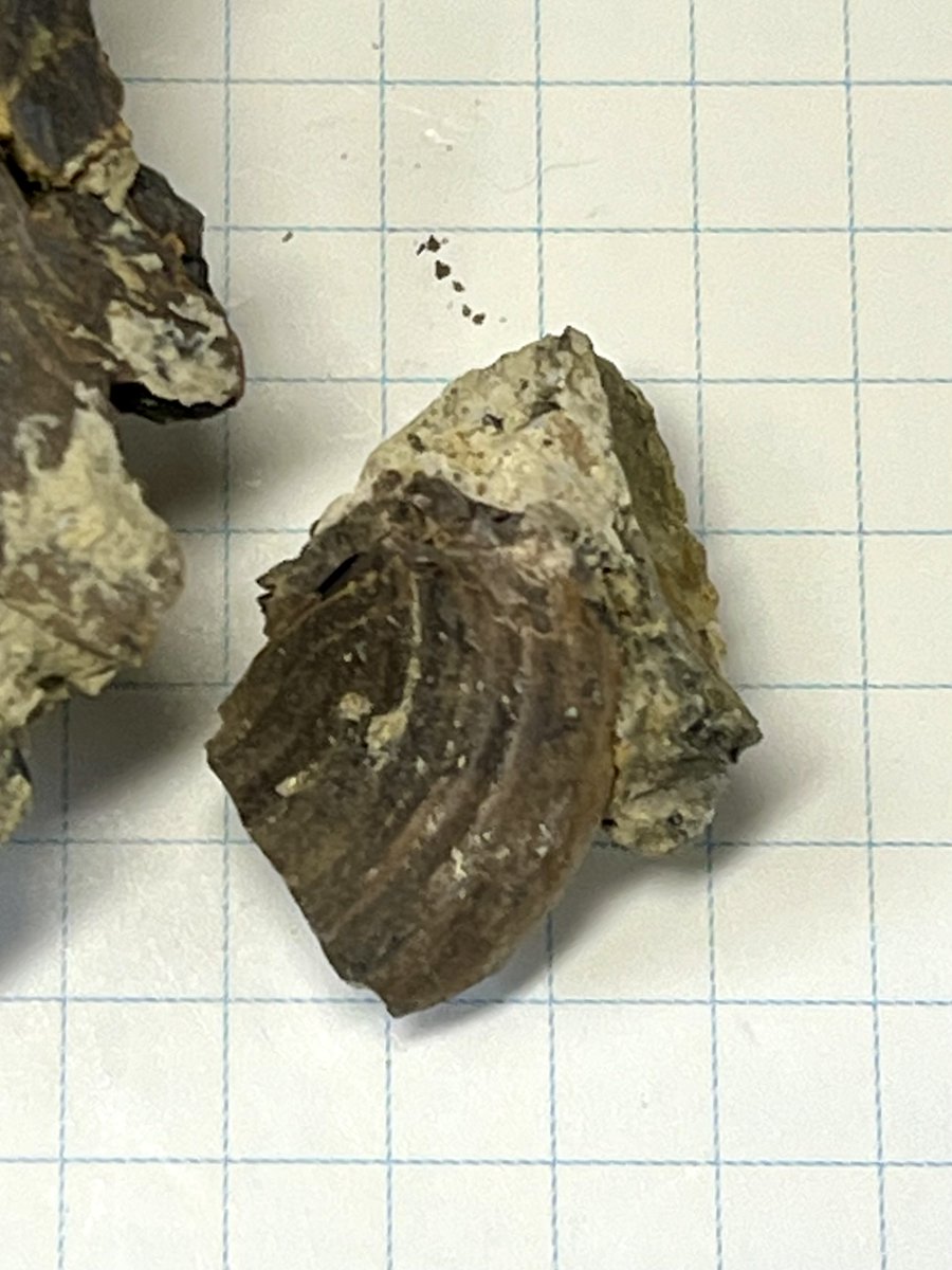 サメの脊椎骨化石 800年前のサメの背骨の化石 サメの脊椎