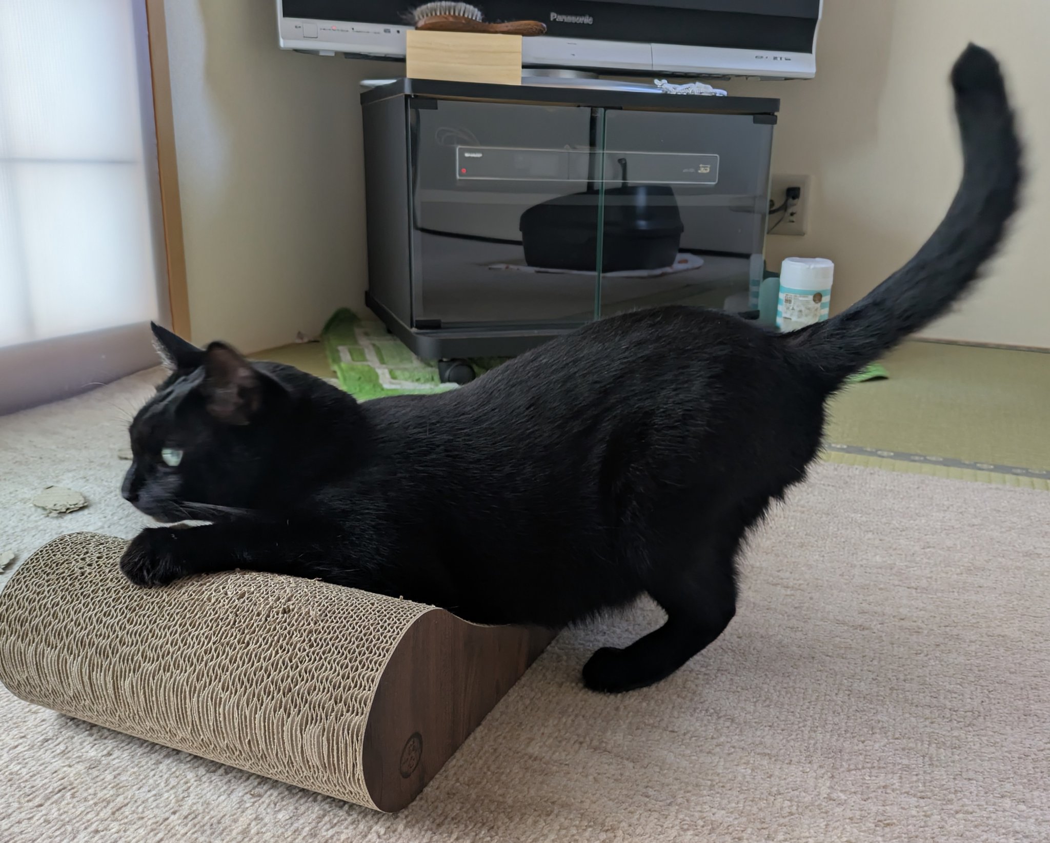 くろねこ ノヴ ストイコヴィッチ on X: 