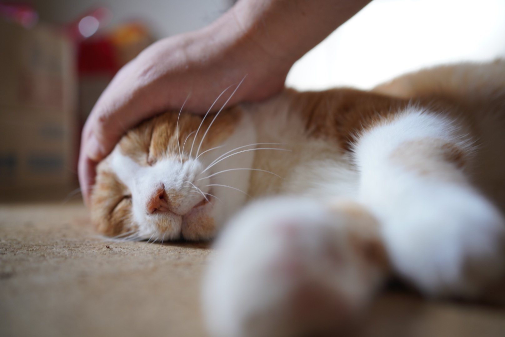 ねこ Zil on X: 