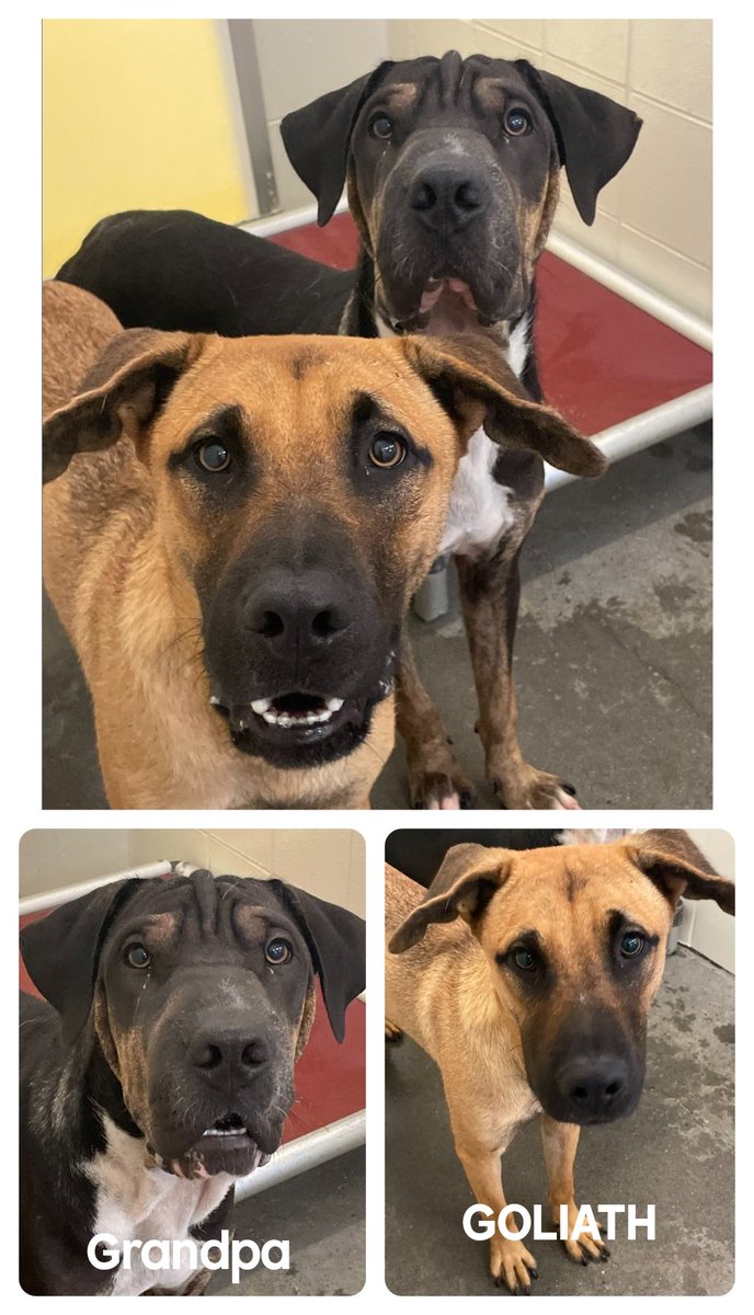 🆘️what we know. GRANDPA #A382862 black &amp; brown #SharpeiMix,  1 yr old,  44 lbs, thin, anemic, appeared starving when owner surrendered 2 wks ago.  GOLIATH #A382863 11mos old, brown #BlackMouthCurMix lives with Grandpa, surrendered together.  Both HW neg, both fearful but no