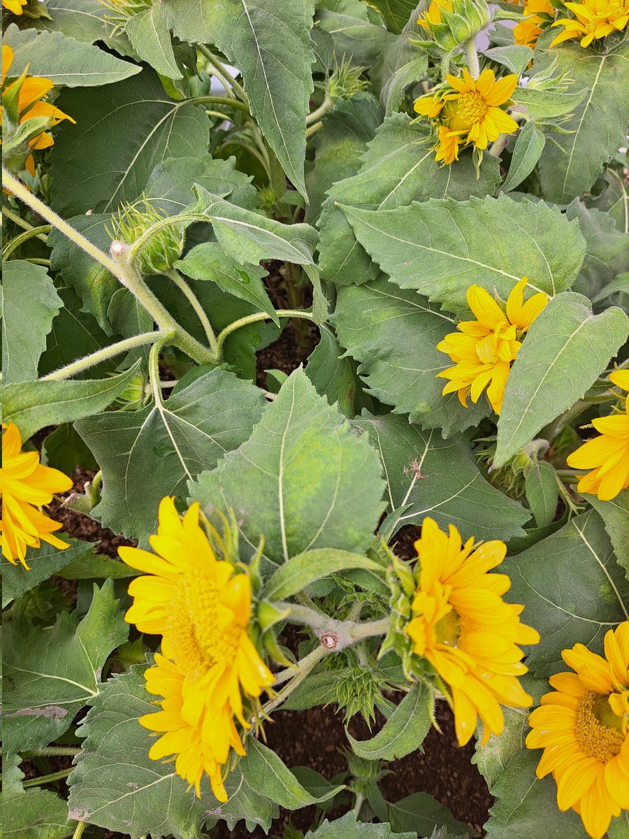 花壇の花です。