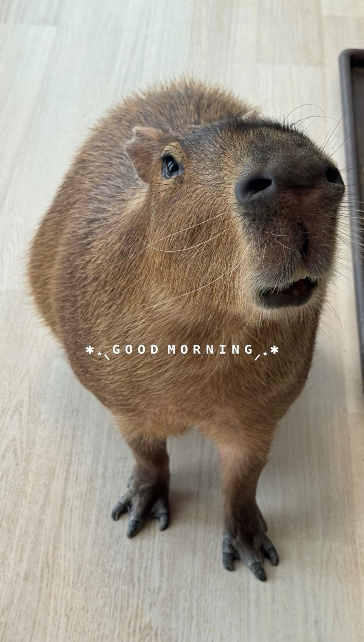 カピバラ Super huge] Capybara's 85kg jumbo watermelon feeding time