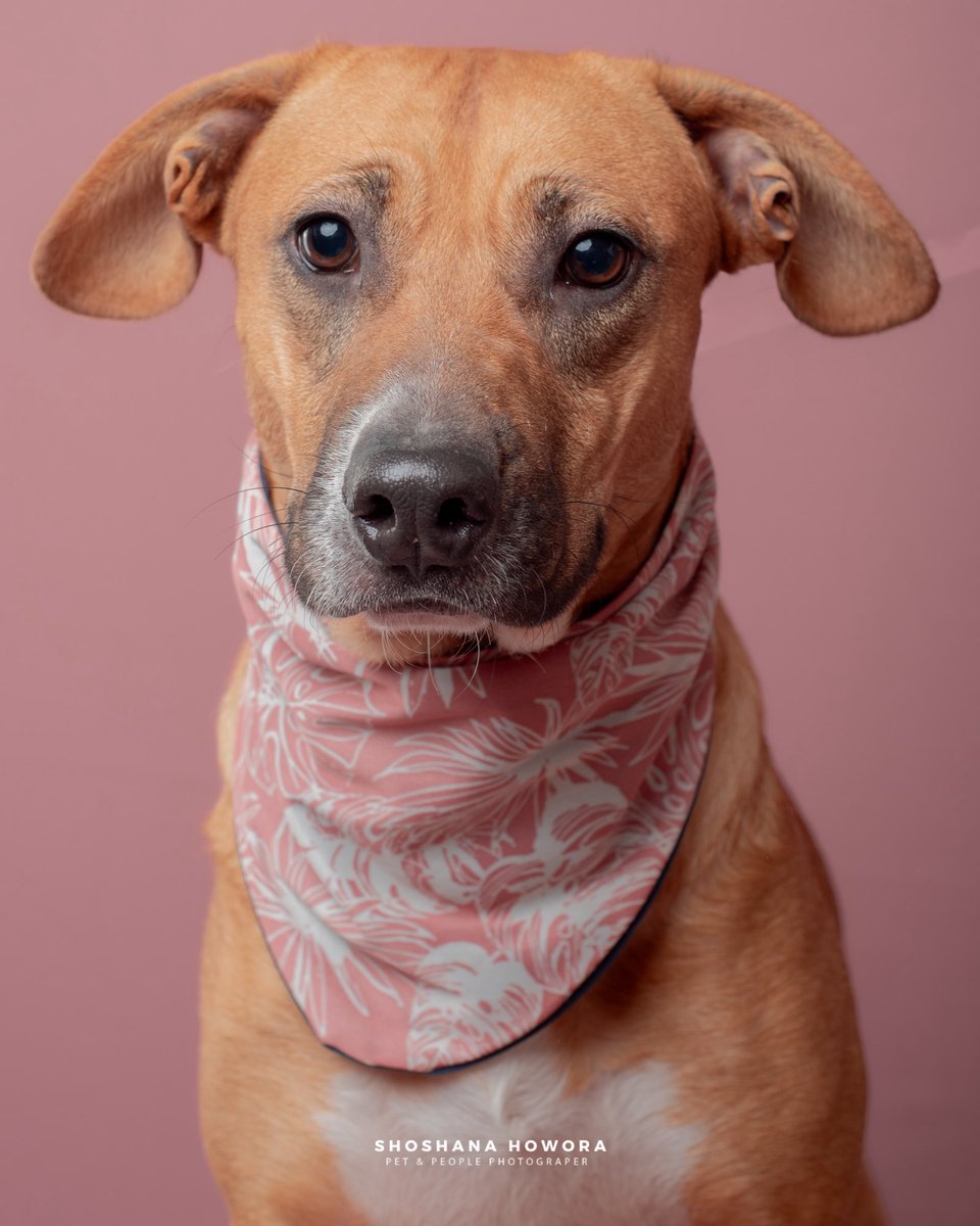 Así como Keka y Heidi, tengo muchos peludos rescatados color café así como Khía &amp; Luna👇🏼y menciono su color porque es muy común que los perros sufran rechazo por su color😞así como los perros negros, negros con café y este tono de café en específico… es ridículo no? De por sí