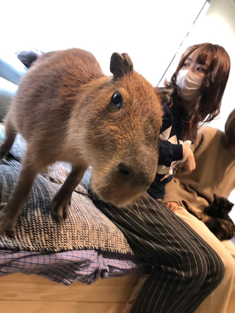 chinatownmule's tweet image. look at this retard