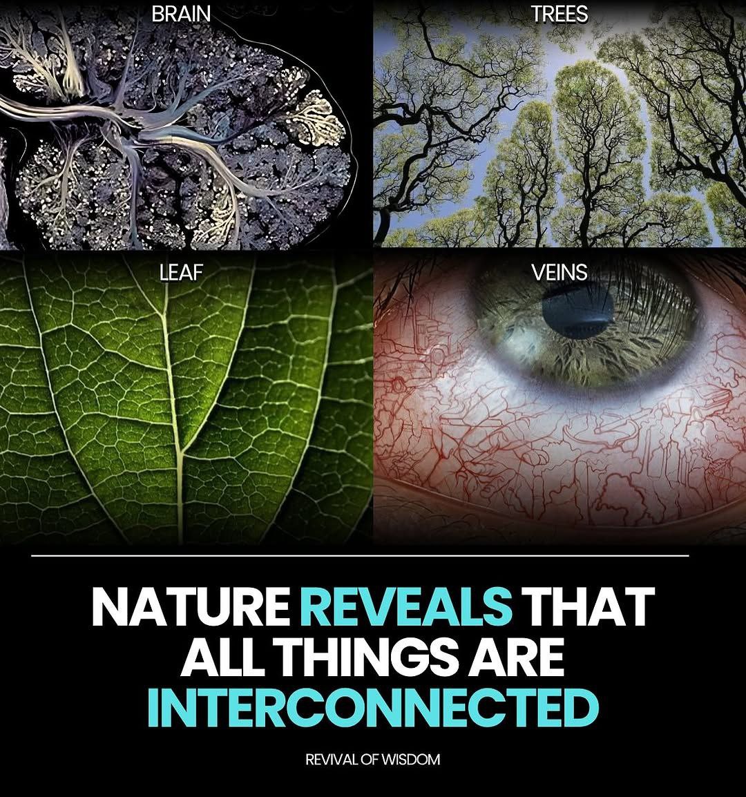 Brain. Trees. Leaves. Veins.
The patterns are the same — above and within. 🧠🌳👁️🍃

Nature doesn’t lie.
It shows us that everything is connected through energy, form, and sacred design.

You are not separate from creation —
You are creation.
The universe isn’t out there…
It’s