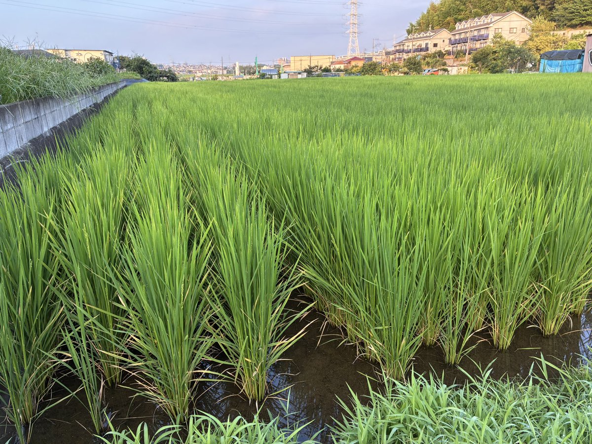 ToruGuide's tweet image. Rice fields and sunflowers are among the most common summer scenes in Japan. 
#tambo #himawari #ricefield #sunflower #summer #japan