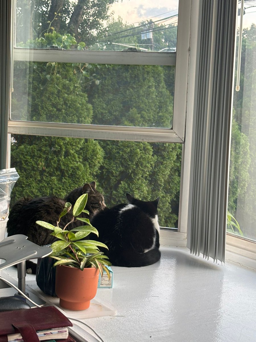 Jalaj Upadhyay (@jalajupadhyay) on Twitter photo Making sure that no rabbits, no bunny, no birds can go unnoticed under their watchful eyes. Just another  #Caturday! Making sure that no rabbits, no bunny, no birds can go unnoticed under their watchful eyes. Just another  #Caturday!