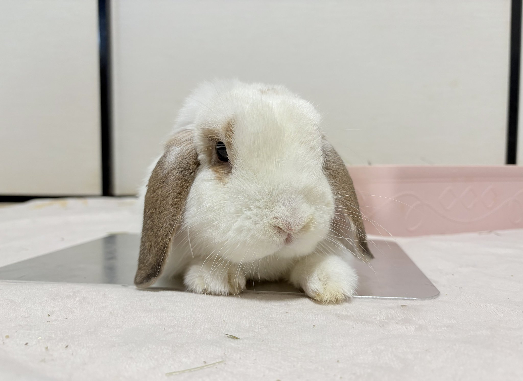 うさぎ うさぎ ぬいぐるみ 仔 ウサギ キュート販売 CUTE ふわふわ