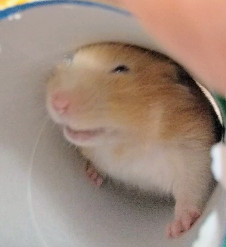 おはようございます☀️
暑い〰️💦

🐹は涼しい筒の中で
笑顔でちゅ〰️✨💕🤭

#ハニ8🐹❤️🌈 
#チップスター 🥔