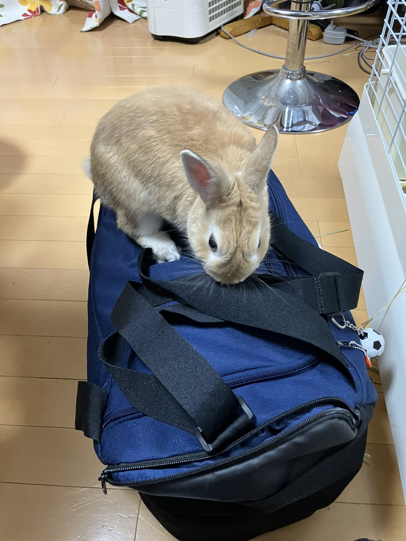 うさぎ様 Amazon.co.jp: HAC おさんぽ うさぎちゃん うさぎ 約W9×D14.5