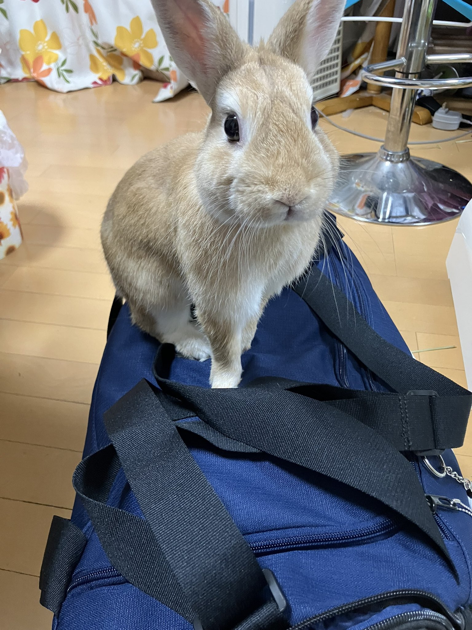 うさぎ様 Amazon.co.jp: HAC おさんぽ うさぎちゃん うさぎ 約W9×D14.5