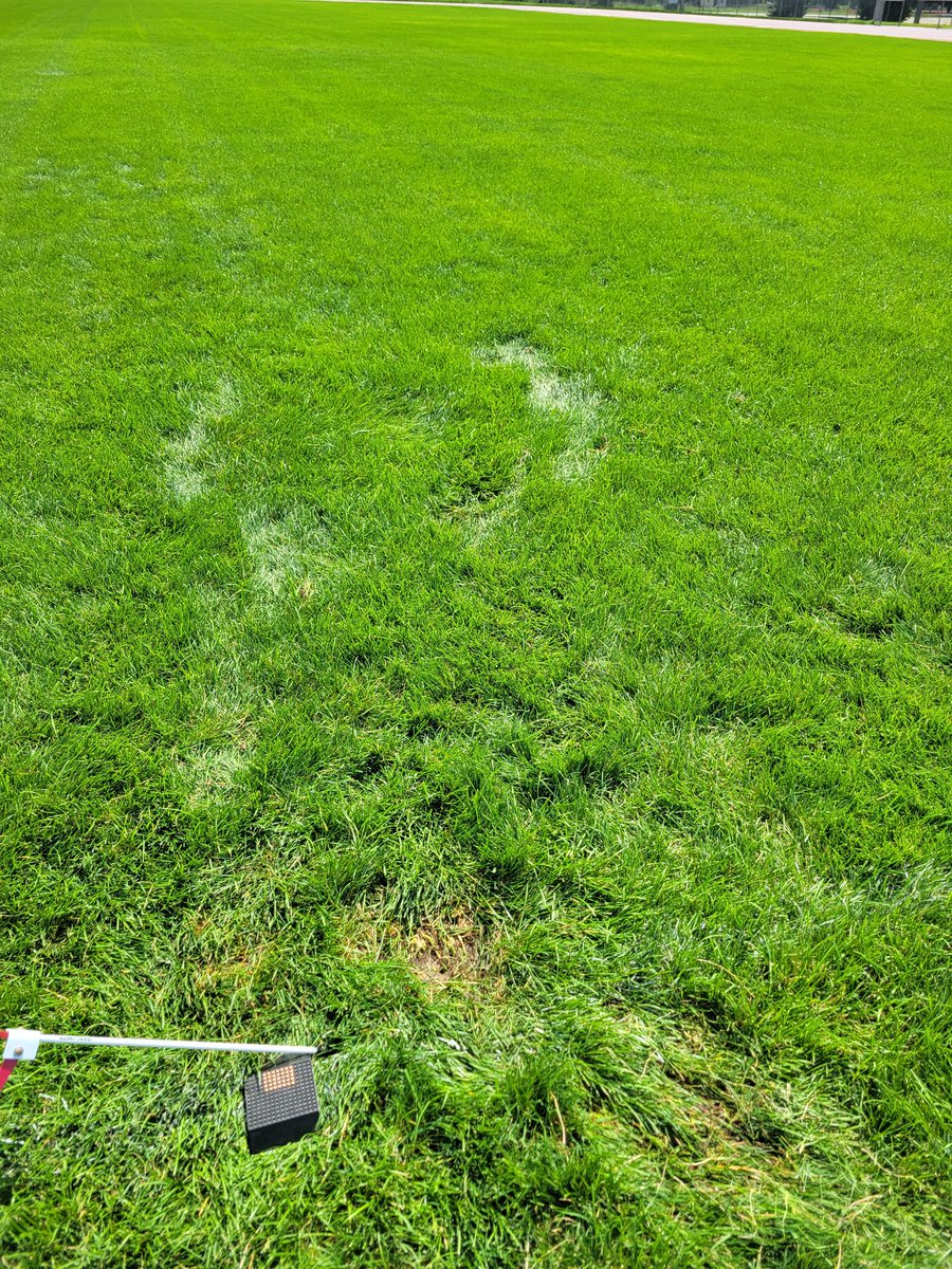 Izaac Smith (@izaacsmith17) on Twitter photo One good thing about kicking in longer grass is, my steps were consistent. The ball was always going to the same place. But I will love our new turf next year for sure.
<a href="/Coach_MThompson/">Matt Thompson</a> <a href="/CoachKscooper/">Chris Koletzky</a> <a href="/GP_Recruiting/">GamePlan Recruiting</a> <a href="/revival_perform/">Coach Riley Burke</a> <a href="/Football_Motiv/">Football✭Motivation ™️ 🏈Ⓜ️</a> One good thing about kicking in longer grass is, my steps were consistent. The ball was always going to the same place. But I will love our new turf next year for sure.
<a href="/Coach_MThompson/">Matt Thompson</a> <a href="/CoachKscooper/">Chris Koletzky</a> <a href="/GP_Recruiting/">GamePlan Recruiting</a> <a href="/revival_perform/">Coach Riley Burke</a> <a href="/Football_Motiv/">Football✭Motivation ™️ 🏈Ⓜ️</a>