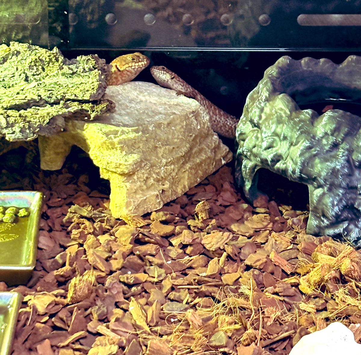 Yoshi (@squid_prox) on Twitter photo 静レプ(夏レプ)2025.8②
やっぱりストケスが好きだなぁと
MQさん(<a href="/MqReptile/">アクアショップMQ🐢10/5 近畿レプ (富田林)🎉</a> )で追加!
明るい色味で綺麗なメス😊
少々工夫して先週の子と合わせてみて一晩様子みたところ相性は良さそうでよかった🫠 静レプ(夏レプ)2025.8②
やっぱりストケスが好きだなぁと
MQさん(<a href="/MqReptile/">アクアショップMQ🐢10/5 近畿レプ (富田林)🎉</a> )で追加!
明るい色味で綺麗なメス😊
少々工夫して先週の子と合わせてみて一晩様子みたところ相性は良さそうでよかった🫠