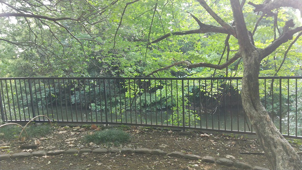 tomo_it_engr's tweet image. 近くの公園で読書です。
セミの鳴き声が心地よいです