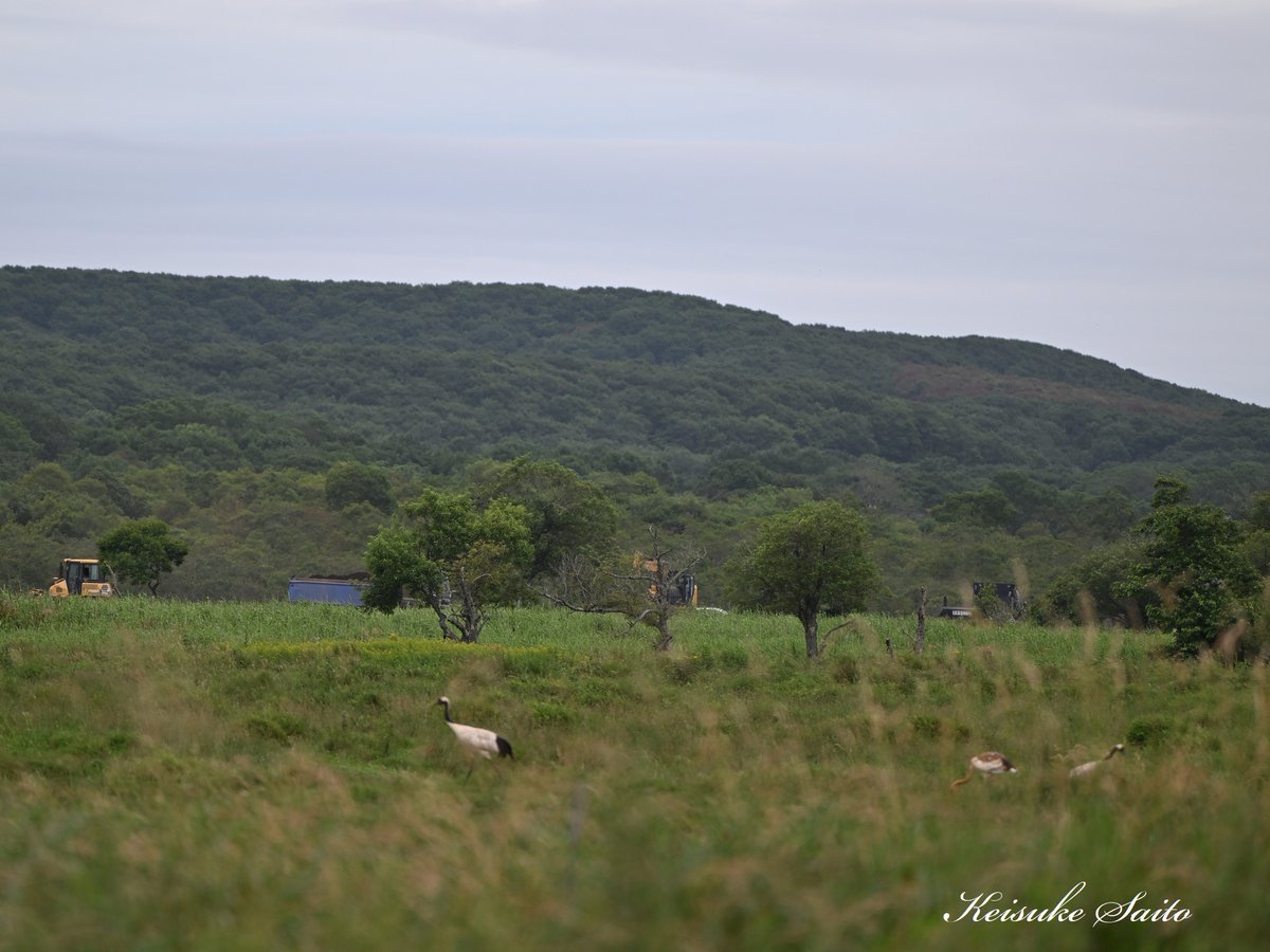 メガソーラー建設現場のすぐ横で採餌するタンチョウの親子。

※動画は引用投稿をご覧ください。