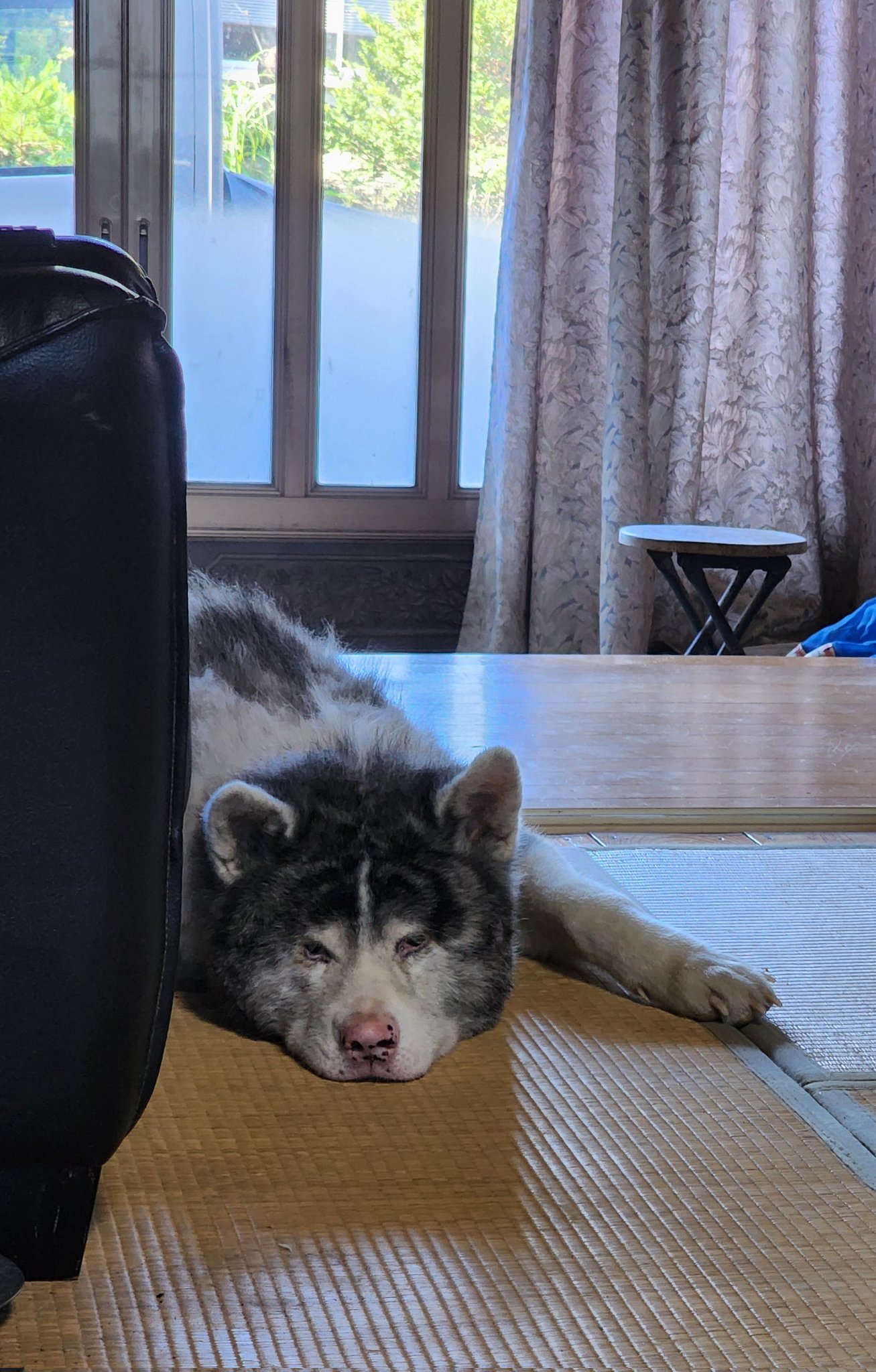 犬田① 右向き秋田犬（大）｜WooBia公式オンラインショップ – WooBia