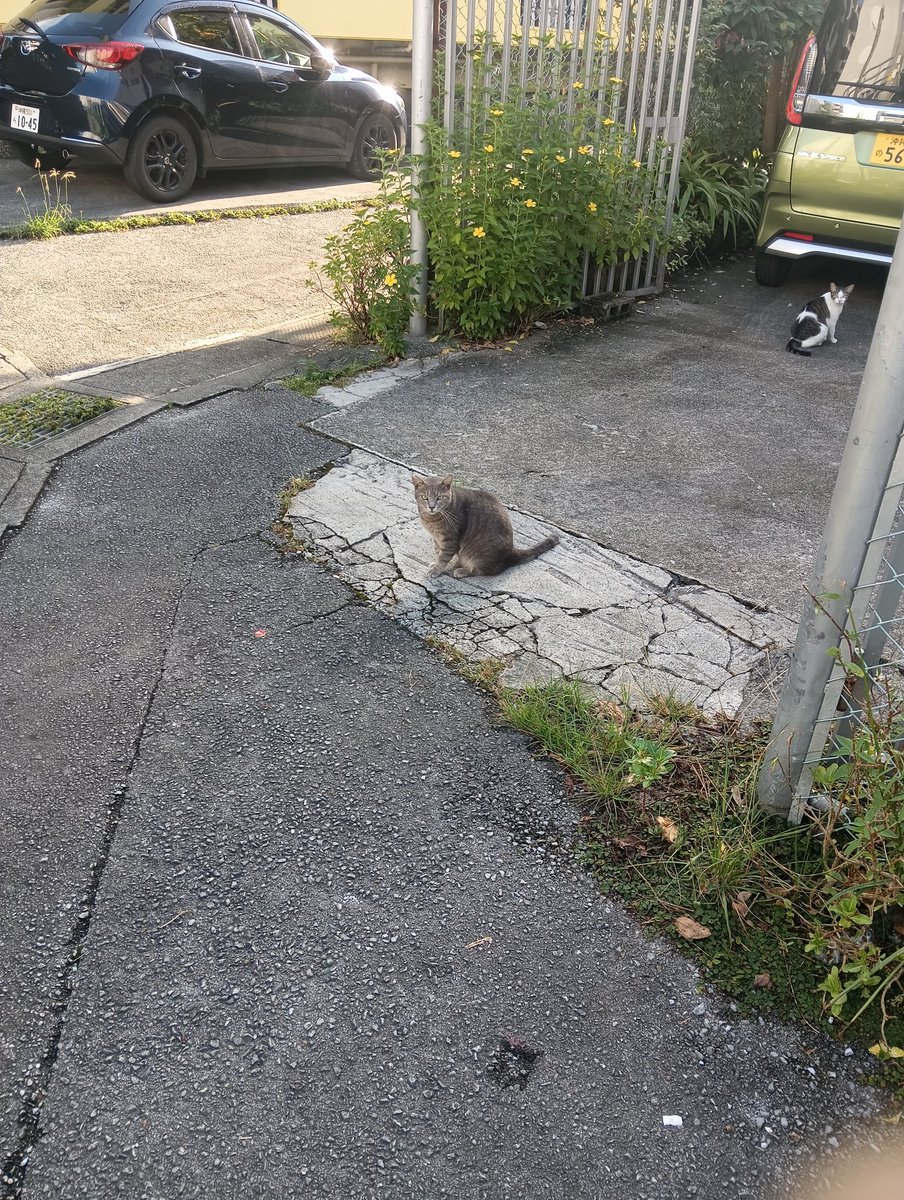 Y08495703's tweet photo. 沖縄のネコさん https://t.co/WlGmf5jFtz