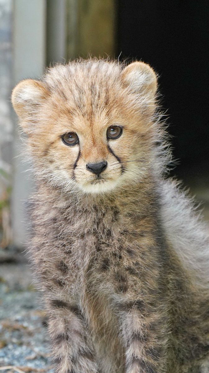 fuji_safari1980's tweet image. 毛並みが「ふわふわ」なのは。
幼い頃だけの特徴です ☺️
#チーターの赤ちゃん #cheetahcub 

-------------------------------
今月の壁紙プレゼントは
動物の赤ちゃん・親子特集 🥰
-------------------------------
fujisafari.co.jp/news/notice/48…