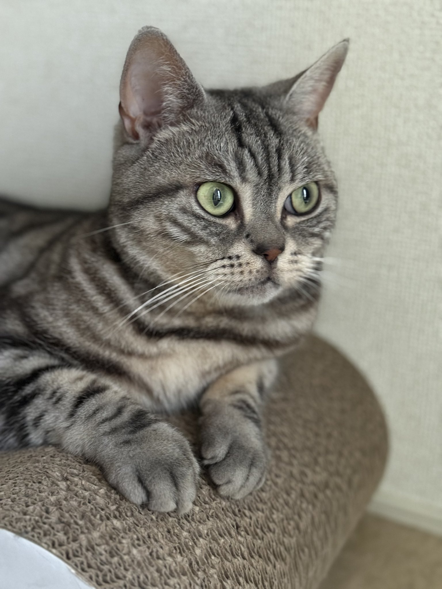 アメショーcatさん専用 アメショのモデル猫になれるかにゃ🐱 #猫 #ねこ #猫好きさんと