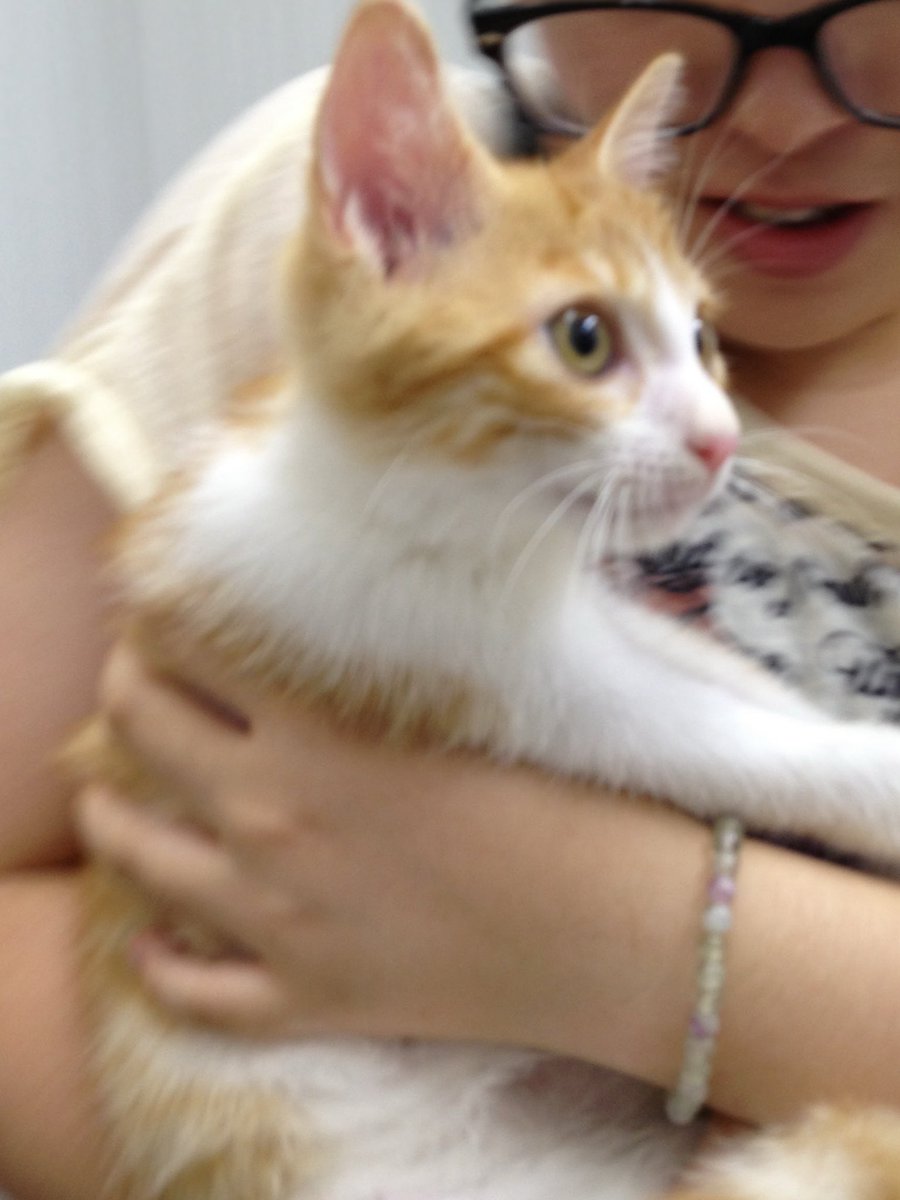 私としたことが、うっかりしてました！昨日は、こたちゃんのうちの子記念日でした！こたちゃん、うちに来てくれてありがとう❣️