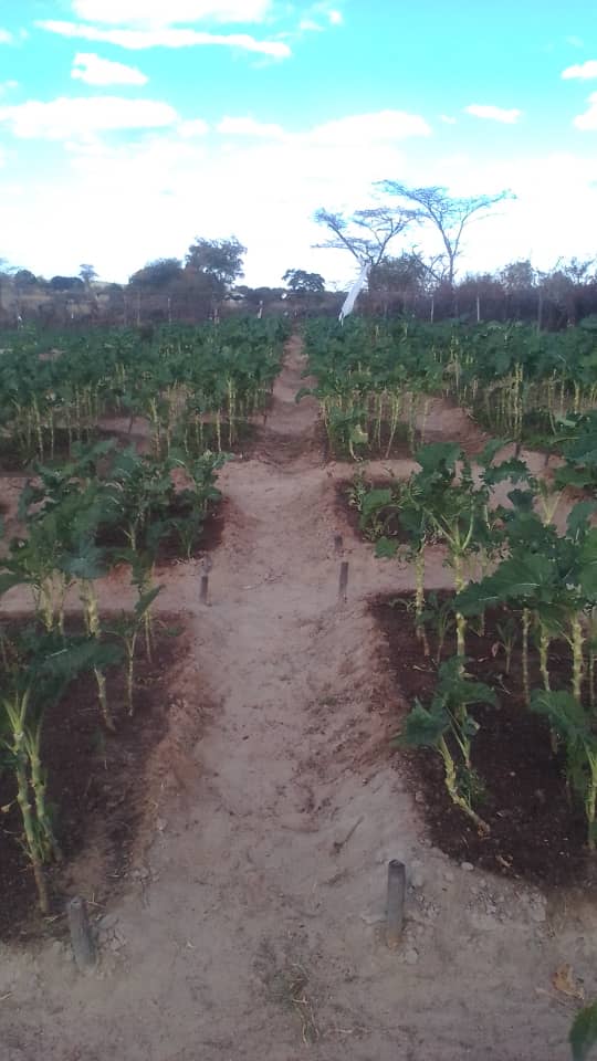 We officially kicked off the Promoting Community-Based Agriculture Systems and Rural Women’s Livelihoods project supported by Hlanganisa Community Fund for Social and Gender Justice. Our leaders’ inception and project pre-assessment meeting took place with key stakeholders
