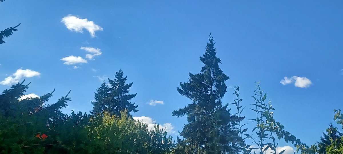 So pretty! I miss this dark blue! It was hazy earlier, but it's clearing up in Eugene. The more they leave it alone, the prettier it gets!