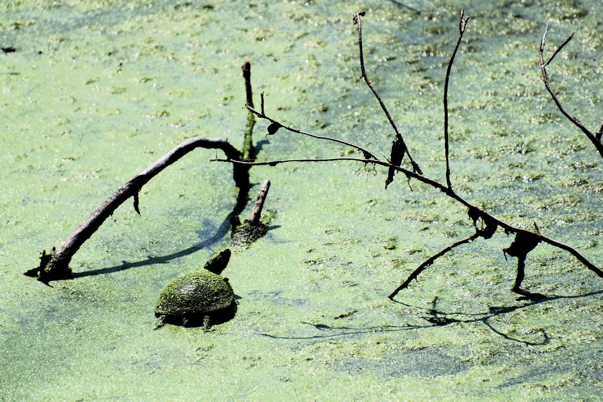 Nelson Struck (@nelsonjstruck) on Twitter photo 