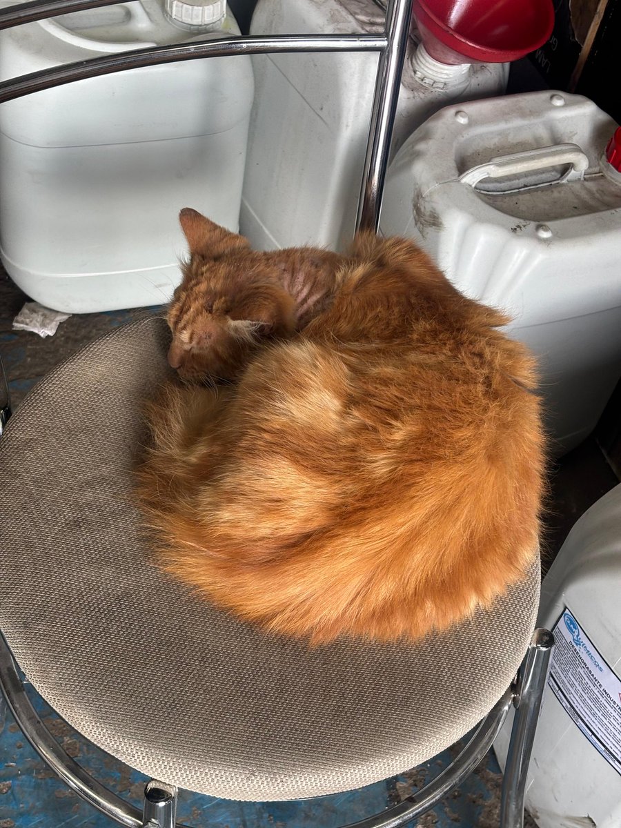 <a href="/andreanimalidad/">Andrea Padilla Villarraga🐆</a> <a href="/Osli2025/">Adri 🐈🐕🐑🫏</a> <a href="/GabrielaVarP/">𝐆𝐚𝐛𝐫𝐢𝐞𝐥𝐚 𝐕𝐚𝐫𝐠𝐚𝐬 P 👶</a> <a href="/malizca526/">Martha Cecilia</a> <a href="/afvalencia/">Andres Valencia</a> <a href="/MONYRODRIGUEZOF/">MÓNICA RODRÍGUEZ 🐤</a> <a href="/labrujavolando/">la bruja sigue volando</a> <a href="/PlataformaALTO/">Plataforma ALTO</a> Triste con el caso de Leoncio las personas donde esta el gatito no les mueve mucho su bienestar su recuperación es muy lenta la Dra recomiendo trasladarlo a otro lugar por que allí manejan líquidos que no son muy buenos los galones q ven allí.
Seguiré insistiendo que lo entreguen