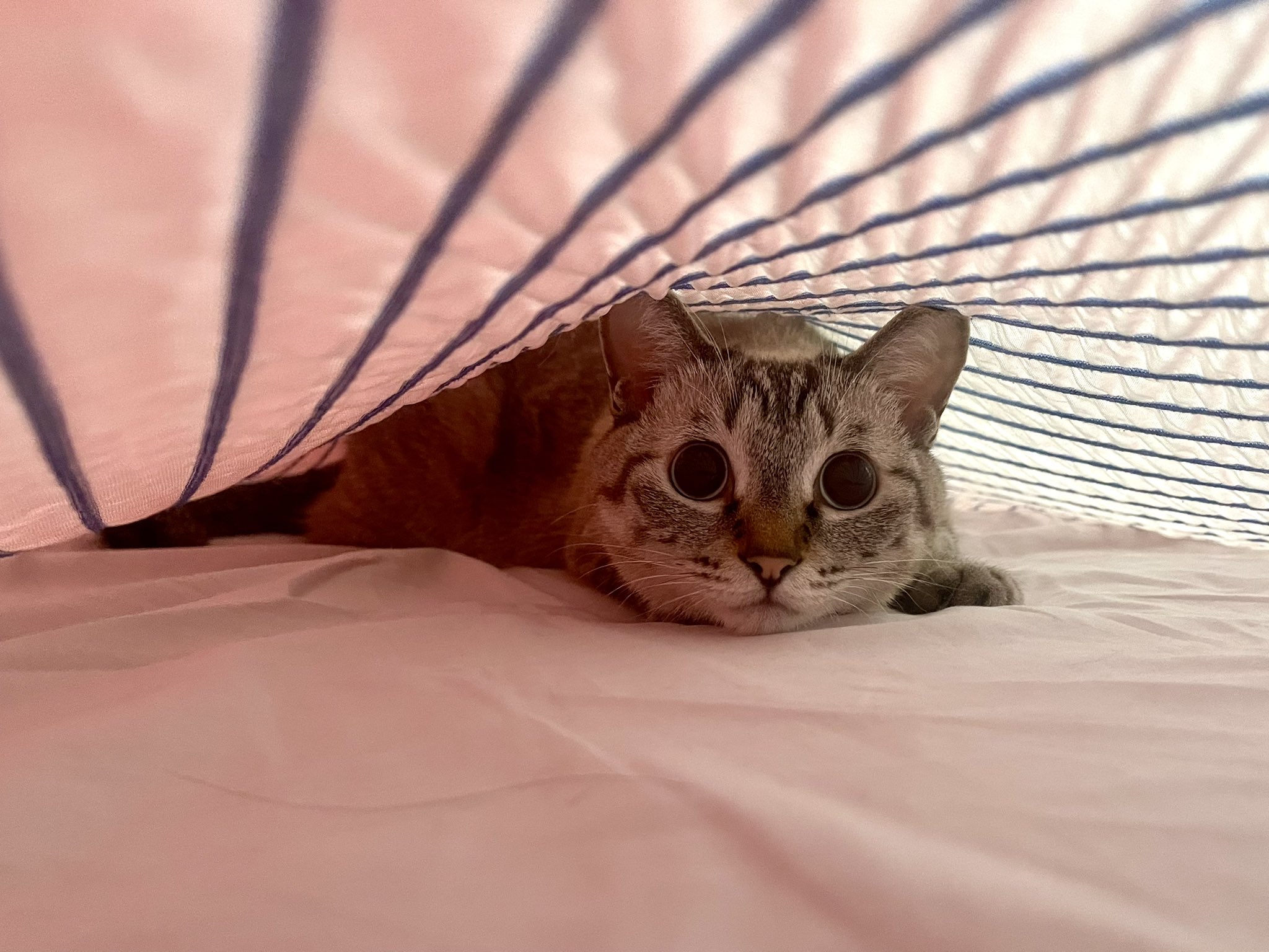 ねこ。　ページ Amazon.co.jp: Shinyever 猫 ケージ キャットケージ 3段 ペット