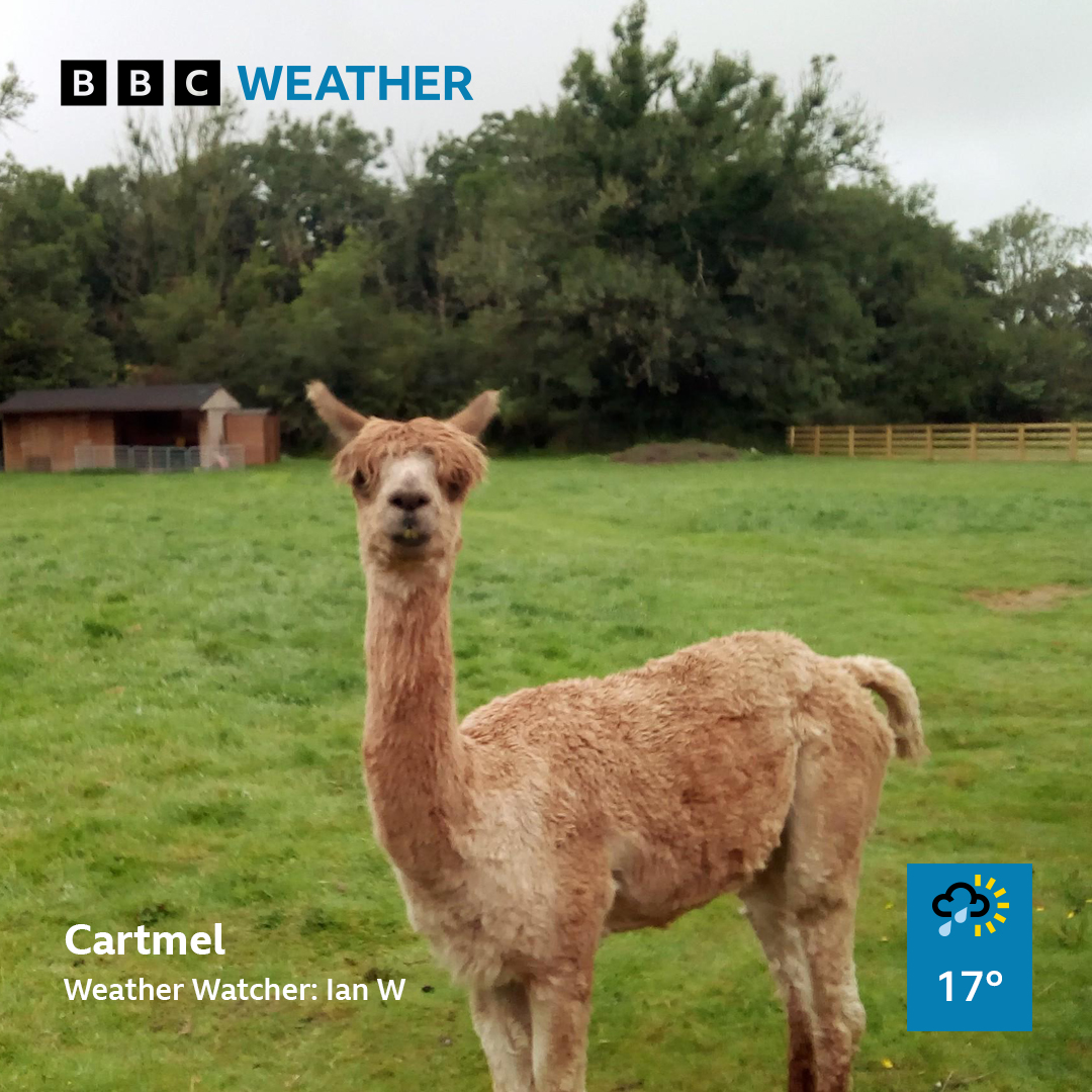 Alpaca the chill vibes, it's Sunday 😌 bbc.in/3HaSL75
