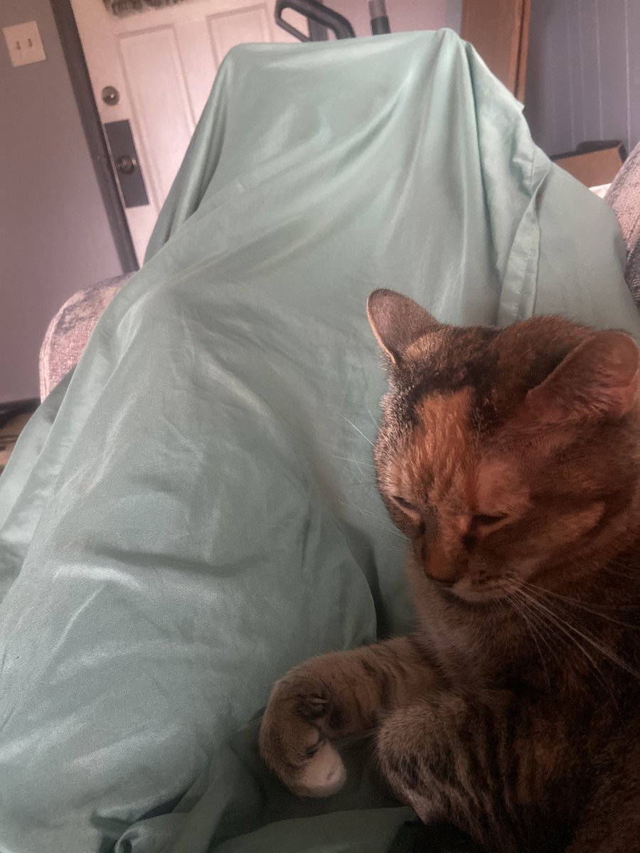 astridethesun's tweet photo. EVERYONE SHUT UP AND LOOK AT THE DARLING LITTLE BABEY IM CAT SITTING her name is rotisserie chicken https://t.co/dfNFRQRV3f