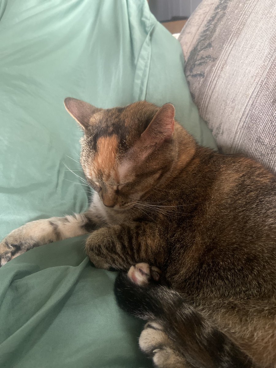 astridethesun's tweet photo. EVERYONE SHUT UP AND LOOK AT THE DARLING LITTLE BABEY IM CAT SITTING her name is rotisserie chicken https://t.co/dfNFRQRV3f