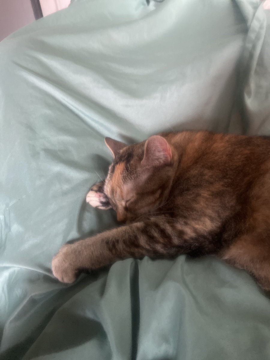 astridethesun's tweet photo. EVERYONE SHUT UP AND LOOK AT THE DARLING LITTLE BABEY IM CAT SITTING her name is rotisserie chicken https://t.co/dfNFRQRV3f