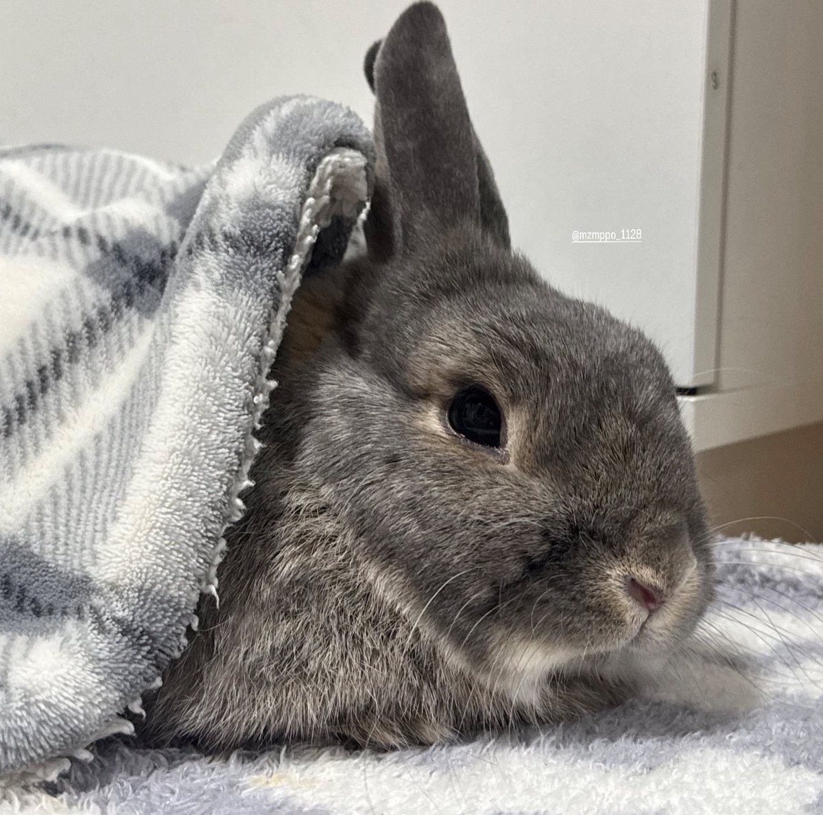 おねむちゃん‧⁺◟︎( ᵒ̴̶̷̥́ ·̫ ᵒ̴̶̷̣̥̀ )