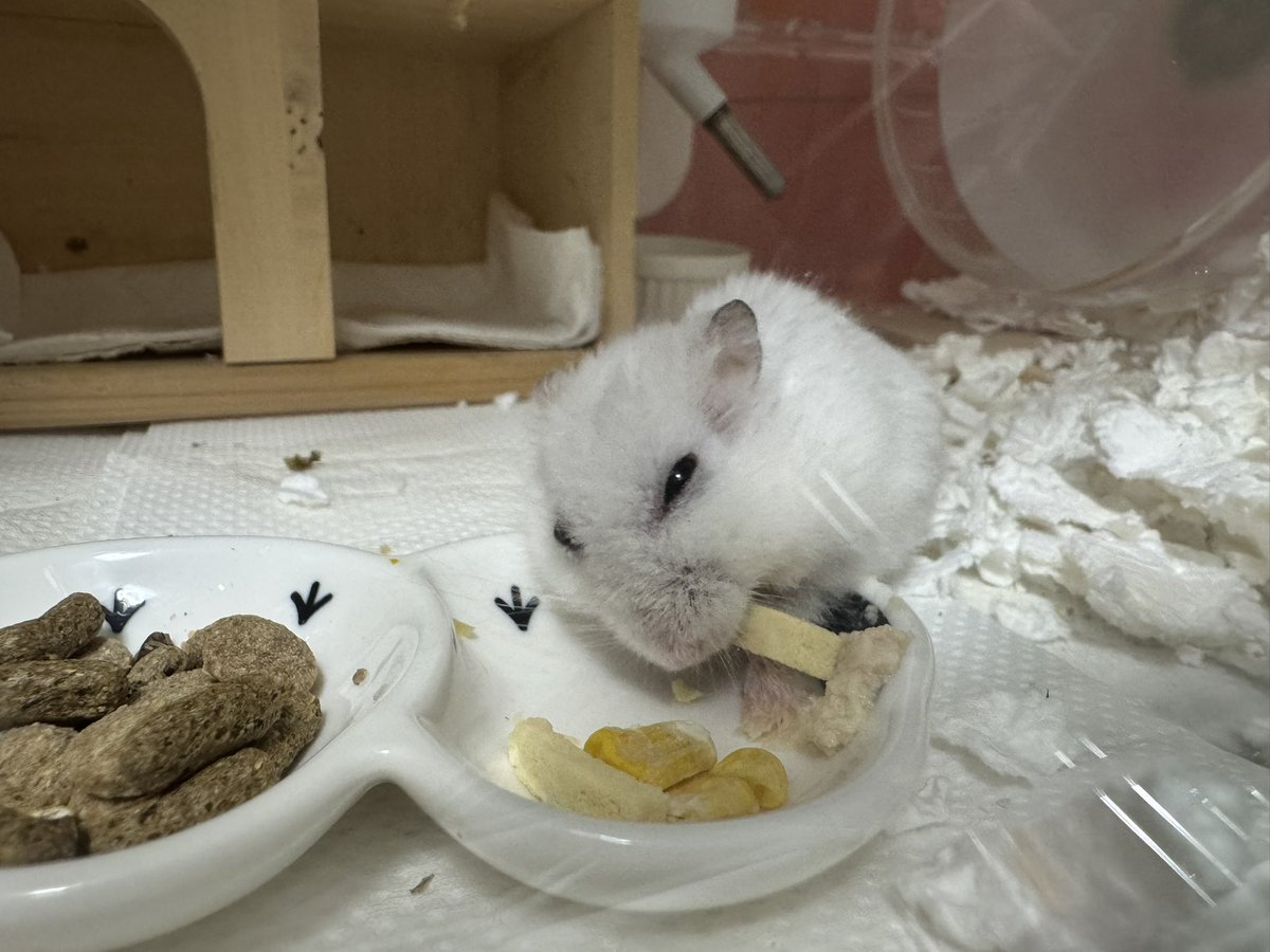 NENEand3hams's tweet image. Momi🐹❤️

今月15日で２歳10ヶ月になるMomi🐹
我が家の最高齢は英丸🐹🌈の２歳11ヶ月🌿
だんだん後ろ脚が思うように動かない感じだけど、いつも見た目には気を抜かず、マイペースに過ごしています🍀

#Momi