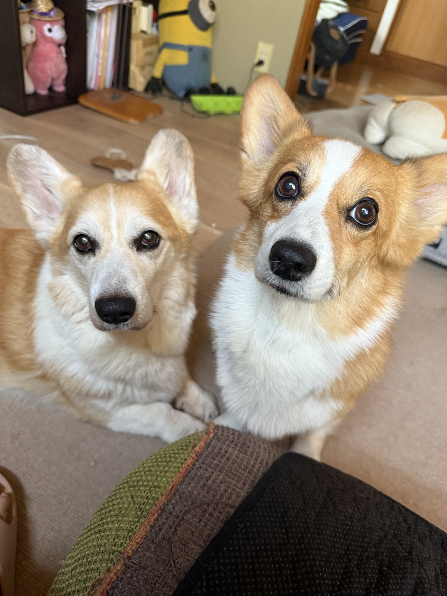 corgi-corgi コーギーコーギー 軍帽 ポリスハット corgi-corgi コーギーコーギー 軍帽 ポリスハット