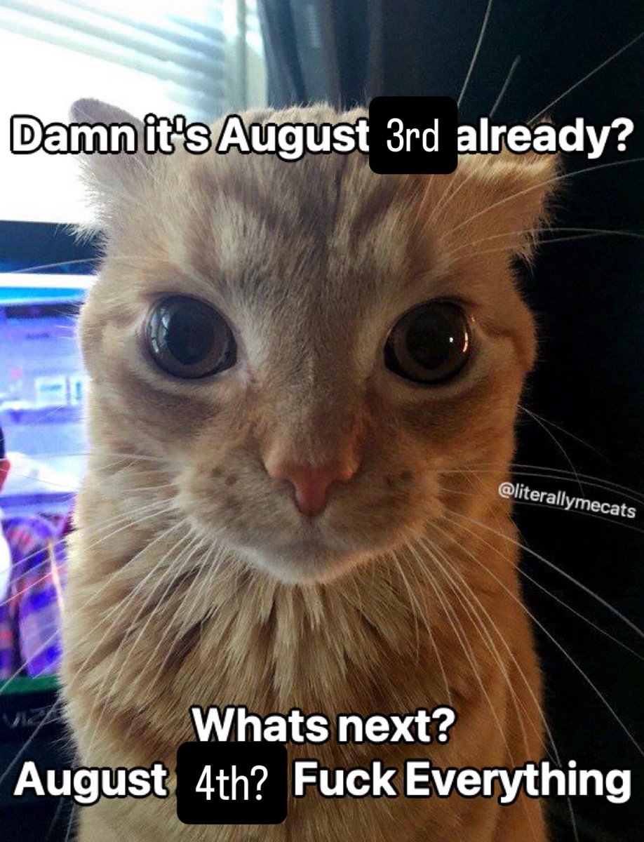 LiterallyMeCats (@literallymecats) on Twitter photo 
