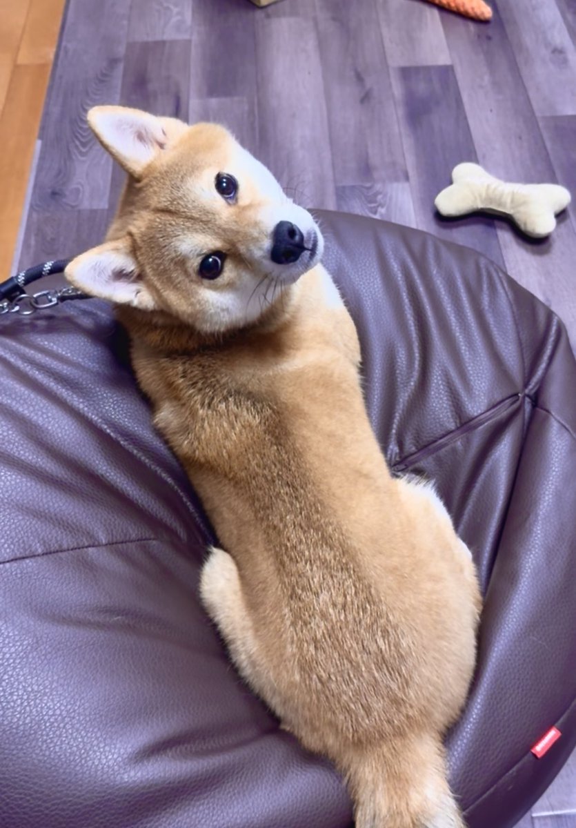 ちょっとトイレ行った隙に･･
🐕「何か？」
