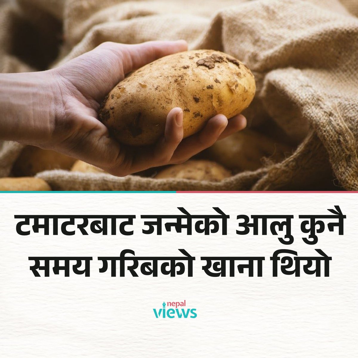nepalviewsnv's tweet image. आलु हाम्रो मनपर्ने खानाको स्वादिलो सामग्री मात्र होइन, यो विश्वको तेस्रो महत्त्वपूर्ण बाली पनि हो ।  #vegitables #DigitalHouse🔗 nepalviews.com/2025/08/03/409…