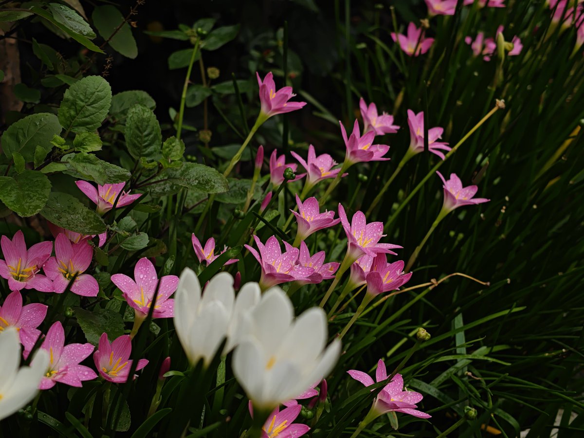 Colours of 'rain' - smiles of rain lilies in monsoon of #Bhopal.