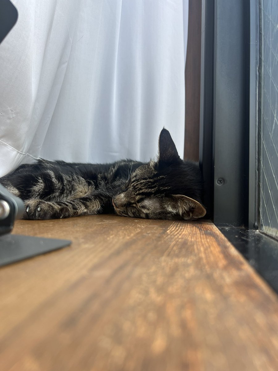 幸せそうなお昼寝を激写(*´-`)
君が幸せやと母ちゃんも幸せやで◎

#ハイシニア　#窓辺の幸せ　#慢性腎不全
#自宅輸液　#セミントラ投薬中