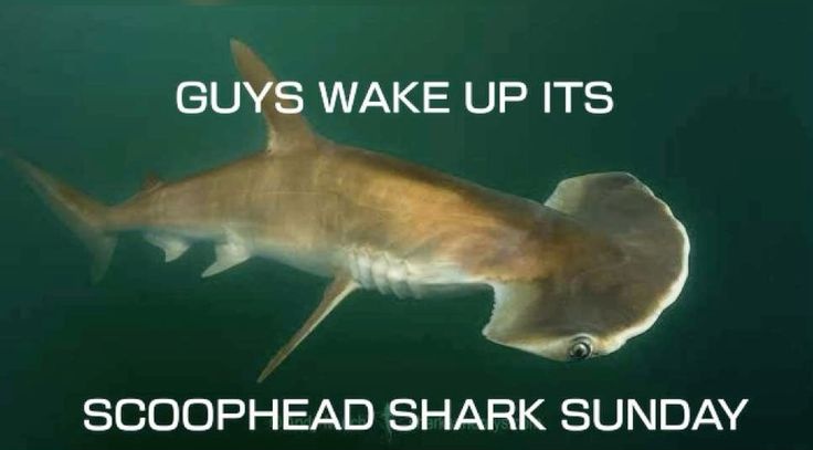 подушка чайная (@lotengotea) on Twitter photo 