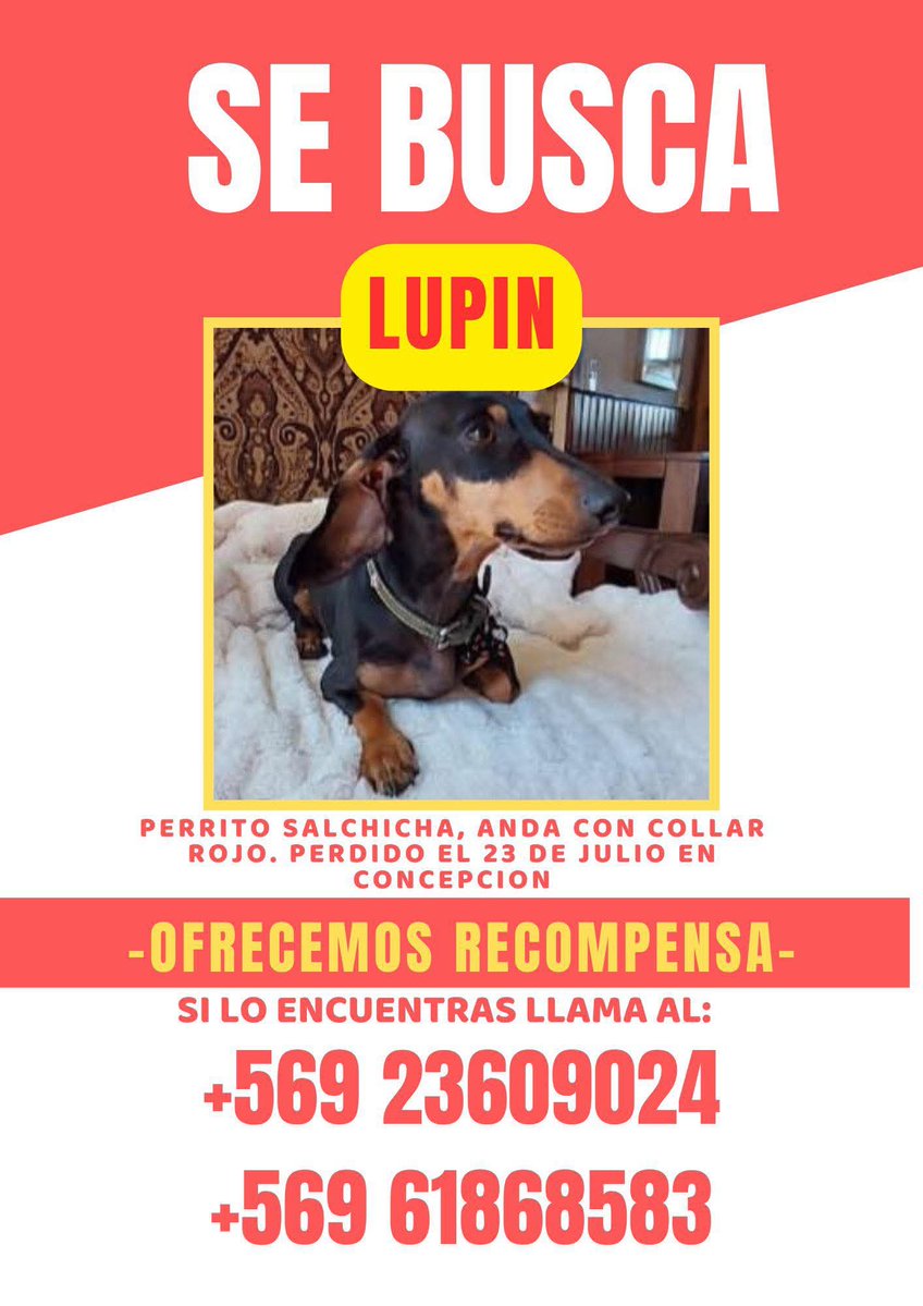 <a href="/Salchichas_cl/">PerrosSalchichas.cl</a>
