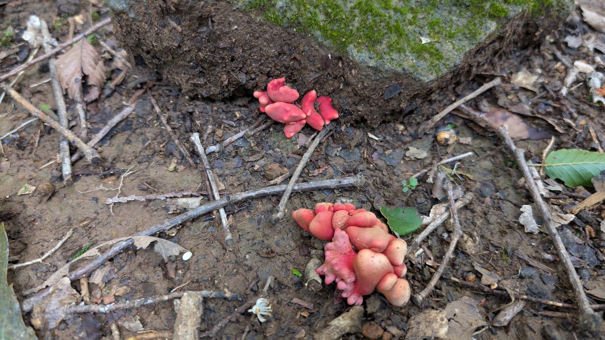 これってカエンタケ?