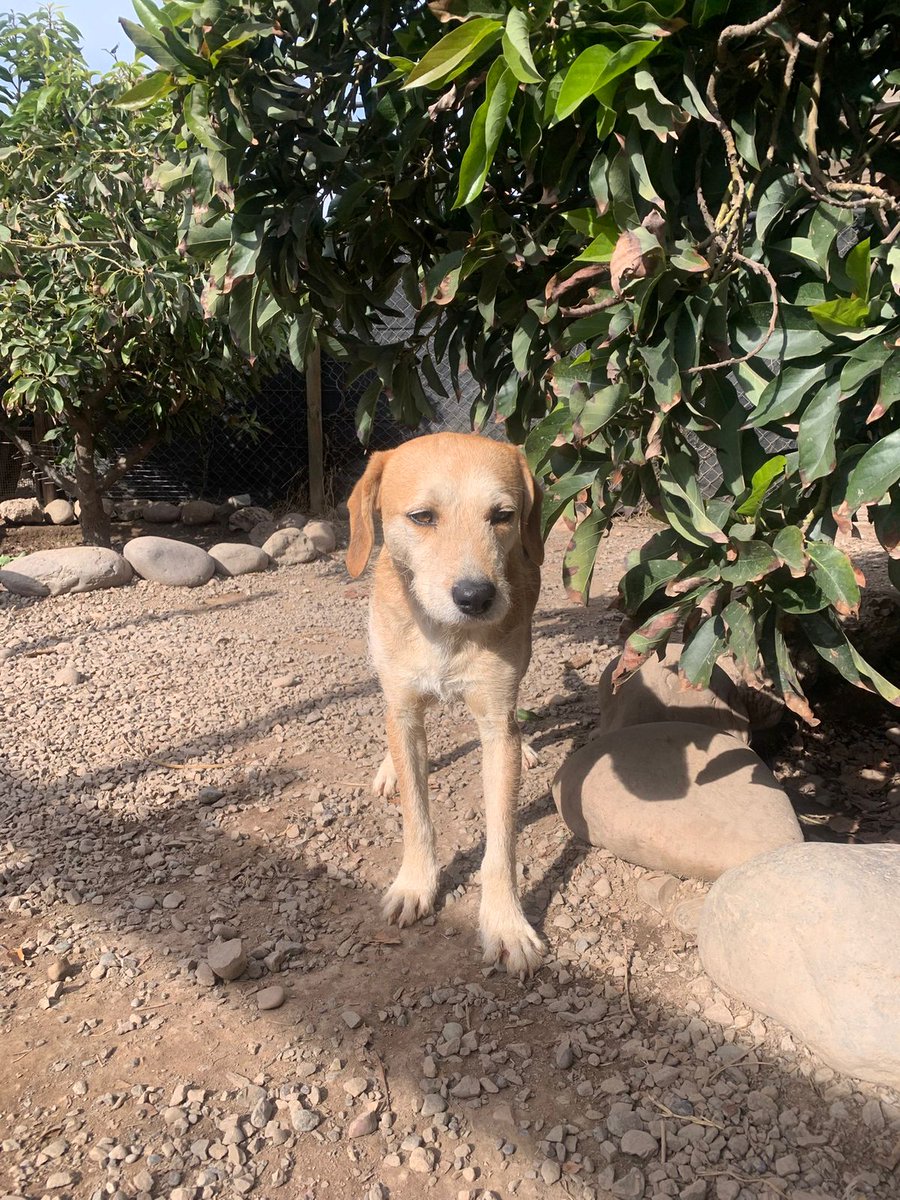 XimenaAG70's tweet image. Poca difusión ha tenido Peter, nadie lo ve para adopción,lleva tiempo en el refugio es un ser maravilloso,bien portado lo único malo que es tímido y cuesta que entre en confianza pero nada que pueda revertir el amor,se encuentra en La Pintana #Chile ,duda al dm, RT 🙏