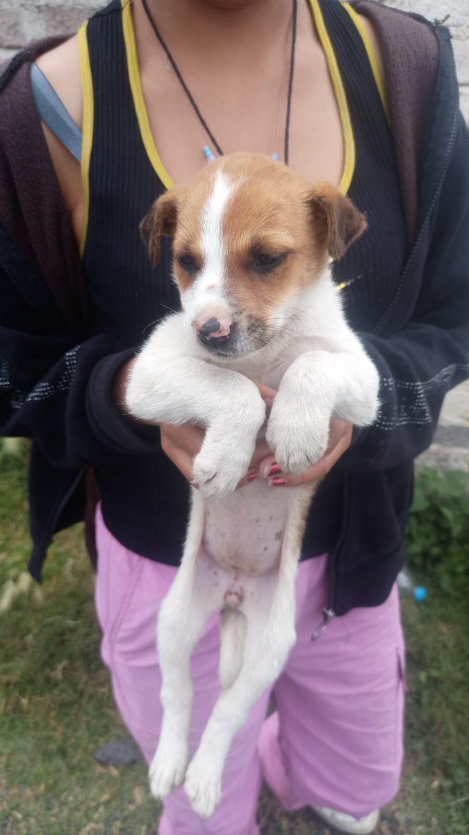 A estos 3 cachorritos les arrebataron el comienzo de su vida de la forma más cruel…
Alguien los arrojó intencionalmente en una nopalera. Sus cuerpecitos se llenaron de espinas y el dolor fue tanto que dos de sus hermanitos no lograron sobrevivir. Agonizaron por horas… y no