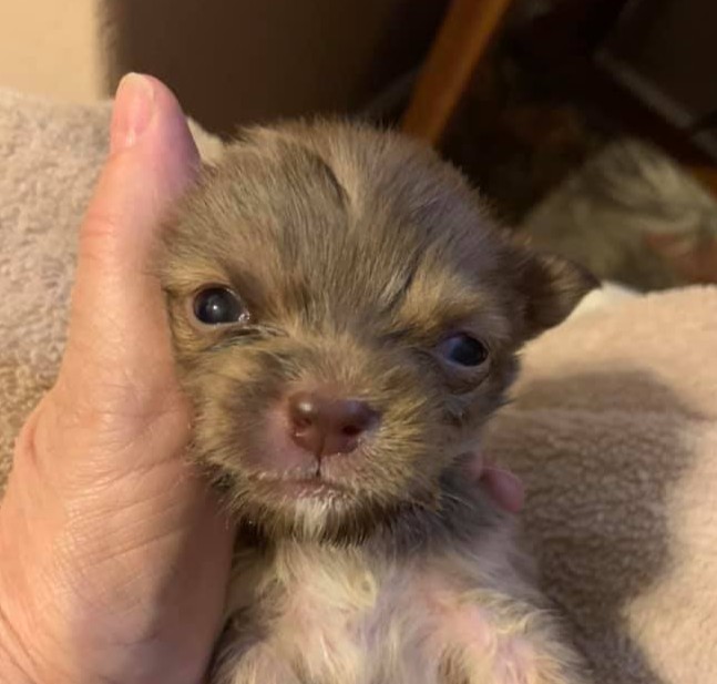 Saving lives is what Itsie Bitsie Rescue is about. 
PAWlease consider the many ways you can supPAWrt our mission that helped these cuties from 2021. 
ItsieBitsieRescue.org 
#donationssaveslives #kittenrescue #puppyrescue #ittakesavillage #fosters2021 #gratitude